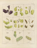 Botanico crittogamico del viaggio in Antartide delle navi HM Discovery Erebus e Terror negli anni 1839 Pl08 - Walter Hood Fitch — vista dell’opera