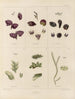 Botanico crittogamico del viaggio in Antartide delle navi HM Discovery Erebus e Terror negli anni 1839 Pl10 - Walter Hood Fitch — vista dell’opera