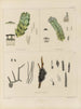 Botanico crittogamico del viaggio in Antartide delle navi HM Discovery Erebus e Terror negli anni 1839 Pl11 - Walter Hood Fitch — vista dell’opera