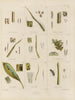 Botanico crittogamico del viaggio in Antartide delle navi HM Discovery Erebus e Terror negli anni 1839 Pl12 - Walter Hood Fitch — vista dell’opera