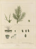 Botanico crittogamico del viaggio in Antartide delle navi HM Discovery Erebus e Terror negli anni 1839 Pl13 - Walter Hood Fitch — vista dell’opera