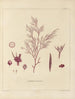 Botanico crittogamico del viaggio in Antartide delle navi HM Discovery Erebus e Terror negli anni 1839 Pl14 - Walter Hood Fitch — vista dell’opera