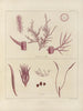 Botanico cryptogamico del viaggio in Antartide delle navi HM Discovery Erebus e Terror negli anni 1839 Pl18 - Walter Hood Fitch — vista dell’opera