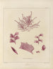 Botanico crittogamico del viaggio in Antartide delle navi HM Discovery Erebus e Terror negli anni 1839-1840 - Walter Hood Fitch — vista dell’opera
