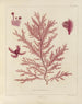 Botanico crittogamico del viaggio in Antartide delle navi HM Discovery Erebus e Terror negli anni 1839 Pl21 - Walter Hood Fitch — vista dell’opera