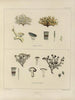 Botanico crittogamico del viaggio in Antartide delle navi HM Discovery Erebus e Terror negli anni 1839 Pl23 - Walter Hood Fitch — vista dell’opera