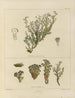 Botanico crittogamico del viaggio in Antartide delle navi HM Discovery Erebus e Terror negli anni 1839 Pl24 - Walter Hood Fitch — vista dell’opera