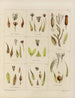 Botanico crittogamico del viaggio in Antartide delle navi HM Discovery Erebus e Terror negli anni 1839 Pl25 - Walter Hood Fitch — vista dell’opera
