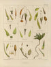 Botanico crittogamico del viaggio in Antartide delle navi HM Discovery Erebus e Terror negli anni 1839 Pl27 - Walter Hood Fitch — vista dell’opera