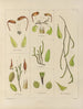 Botanico crittogamico del viaggio in Antartide delle navi HM Discovery Erebus e Terror negli anni 1839 Pl29 - Walter Hood Fitch — vista dell’opera