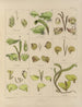 Botanico crittogamico del viaggio in Antartide delle navi HM Discovery Erebus e Terror negli anni 1839 Pl30 - Walter Hood Fitch — vista dell’opera