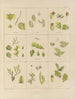 Botanico crittogamico del viaggio in Antartide delle navi HM Discovery Erebus e Terror negli anni 1839 Pl34 - Walter Hood Fitch — vista dell’opera