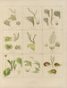 Botanico crittogamico del viaggio in Antartide delle navi HM Discovery Erebus e Terror negli anni 1839 Pl35 - Walter Hood Fitch — vista dell’opera