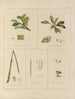 Botanico crittogamico del viaggio in Antartide delle navi HM Discovery Erebus e Terror negli anni 1839 Pl37 - Walter Hood Fitch — vista dell’opera