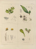 Botanico crittogamico del viaggio in Antartide delle navi HM Discovery Erebus e Terror negli anni 1839 Pl38 - Walter Hood Fitch — vista dell’opera