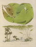 Botanico crittogamico del viaggio in Antartide delle navi HM Discovery Erebus e Terror negli anni 1839 Pl42 - Walter Hood Fitch — vista dell’opera