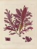 Botanico crittogamico del viaggio in Antartide delle navi HM Discovery Erebus e Terror negli anni 1839 Pl46 - Walter Hood Fitch — vista dell’opera