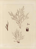 Botanico crittogamico del viaggio in Antartide delle navi HM Discovery Erebus e Terror negli anni 1839 Pl54 - Walter Hood Fitch — vista dell’opera