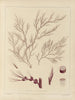Botanico crittogamico del viaggio in Antartide delle navi HM Discovery Erebus e Terror negli anni 1839 Pl55 - Walter Hood Fitch — vista dell’opera