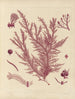 Botanico crittogamico del viaggio in Antartide delle navi HM Discovery Erebus e Terror negli anni 1839 Pl57 - Walter Hood Fitch — vista dell’opera