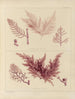 Botanico crittogamico del viaggio in Antartide delle navi HM Discovery Erebus e Terror negli anni 1839 Pl58 - Walter Hood Fitch — vista dell’opera