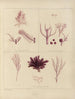 Botanico crittogamico del viaggio in Antartide delle navi HM Discovery Erebus e Terror negli anni 1839 Pl59 - Walter Hood Fitch — vista dell’opera