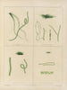 Botanico crittogamico del viaggio in Antartide delle navi HM Discovery Erebus e Terror negli anni 1839 Pl61 - Walter Hood Fitch — vista dell’opera