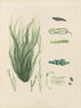 Botanico crittogamico del viaggio in Antartide delle navi HM Discovery Erebus e Terror negli anni 1839 Pl63 - Walter Hood Fitch — vista dell’opera
