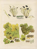 Botanico crittogamico del viaggio in Antartide delle navi HM Discovery Erebus e Terror negli anni 1839 Pl65 - Walter Hood Fitch — vista dell’opera
