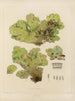 Botanico crittogamico del viaggio in Antartide delle navi HM Discovery Erebus e Terror negli anni 1839 Pl66 - Walter Hood Fitch — vista dell’opera
