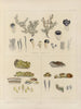 Botanico crittogamico del viaggio in Antartide delle navi HM Discovery Erebus e Terror negli anni 1839 Pl67 - Walter Hood Fitch — vista dell’opera