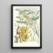 Decaisnea Insignis Hf et T - Walter Hood Fitch — quadro incorniciato alla parete