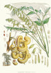 Decaisnea Insignis Hf et T - Walter Hood Fitch — vista dell’opera