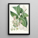 Duabanga Sonneratioides Ham - Walter Hood Fitch — quadro incorniciato alla parete
