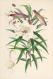 Lilium Browni - Walter Hood Fitch — vista dell’opera