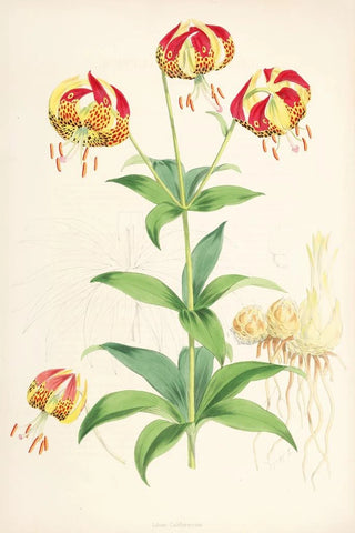 Walter Hood Fitch - Lilium Californicum.webp