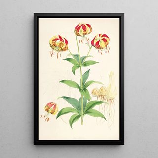 Walter Hood Fitch - Lilium Californicum.webp