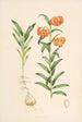 Lilium Carniolicum - Walter Hood Fitch — vista dell’opera