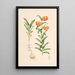 Lilium Carniolicum - Walter Hood Fitch — quadro incorniciato alla parete