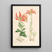 Lilium Carolinianum - Walter Hood Fitch — quadro incorniciato alla parete
