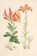 Lilium Carolinianum - Walter Hood Fitch — vista dell’opera