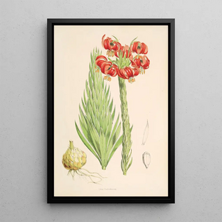 Walter Hood Fitch - Lilium Chalcedonicum.webp