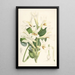 Lilium Cordifolium - Walter Hood Fitch — quadro incorniciato alla parete