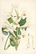 Lilium Cordifolium - Walter Hood Fitch — vista dell’opera