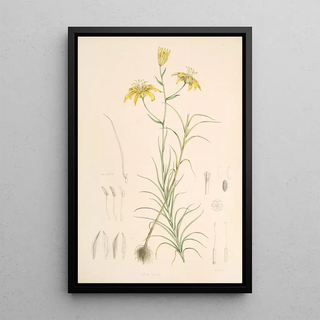 Walter Hood Fitch - Lilium Davidi.webp