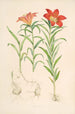 Lilium Davuricum - Walter Hood Fitch — vista dell’opera