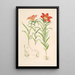 Lilium Davuricum - Walter Hood Fitch — quadro incorniciato alla parete