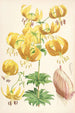 Lilium Humboldti - Walter Hood Fitch — vista dell’opera