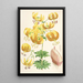 Lilium Humboldti - Walter Hood Fitch — quadro incorniciato alla parete