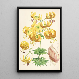 Walter Hood Fitch - Lilium Humboldti.webp